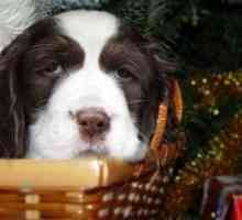 Dare un cucciolo per Natale? Qui ?? s come preparare
