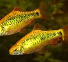 Barbe d`oro: la cura e buoni compagni del carro armato di questo pesce d`acquario