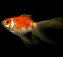 Colori Goldfish