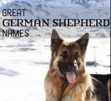 Le buone idee nome di pastore tedesco