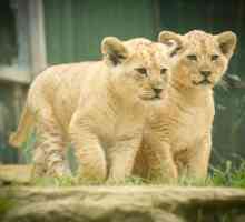 Splendidi cuccioli di leone grazia zoo Mogo
