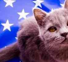 Grandi nomi per i gatti patriottici