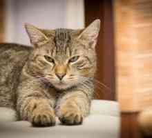 Guida: cibo per gatti relativi problemi di salute