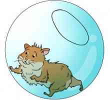 Palle Hamster: la scelta di una palla di esercizio criceto!