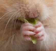Problemi dentali Hamster