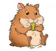 Cibo Hamster: cosa mangiano i criceti?