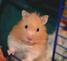 Acari hamster