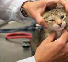 Manipolazione sintomi comuni del gatto e malattie