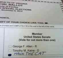 Hank il gatto ottiene 6.000 + voti nei brevetti offerta Senato