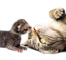 Benefici per la salute a spaying e castrare il vostro gatto