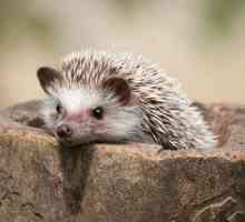 Giorno Hedgehog: 8 cose da sapere su queste creature d`india