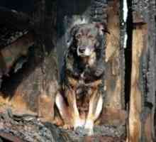 Aiuta il tuo cane a sopravvivere un incendio in casa
