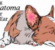 Ematoma: gonfia lembo dell`orecchio del cane e come trattarla