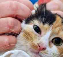 Assistenza domiciliare del gatto con un`infezione all`orecchio