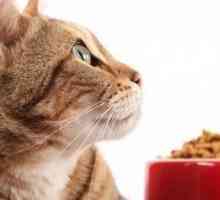 Monitoraggio domiciliare del gatto diabetico con un glucometro