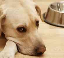 Monitoraggio domiciliare del cane diabetico con un glucometro