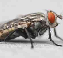 Home rimedi per sbarazzarsi di mosche in fretta