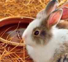 Giocattoli fatti in casa il coniglio ameranno