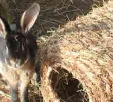 Hop esso! Assicurati che il tuo coniglio rimane attivo il prossimo autunno