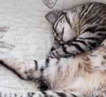 Come può essere comodo: come i gatti possono dormire in tali posizioni strane