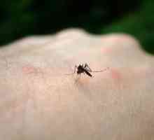 Per quanto tempo le punture di zanzara scorso