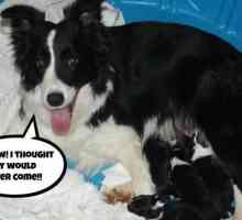 Quanto dura la gestazione canina? Segni e fasi della gravidanza cane