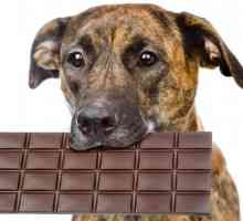 Quanto cioccolato è tossica per i cani?