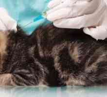 Quante volte i gatti davvero bisogno di vaccini