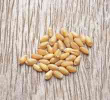 Come aggiungere germe di grano per la vostra dieta