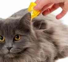 Come applicare farmaco topico per il vostro gatto