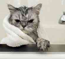 Come fare il bagno il vostro gatto e sopravvivere senza graffi