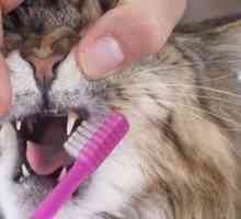 Come spazzolare i denti del vostro gatto