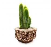 Come prendersi cura di una pianta di cactus al chiuso o all`aperto