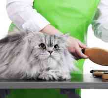 Come prendersi cura di un gatto a pelo lungo