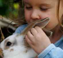 Come prendersi cura di un coniglio