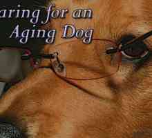 Come prendersi cura di un cane di invecchiamento