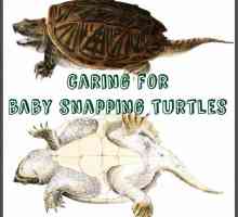 Come prendersi cura di tartarughe snapping