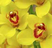 Come prendersi cura di orchidee in casa - tutto ciò che c`è da sapere