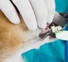 Come prendersi cura dei denti del vostro cane