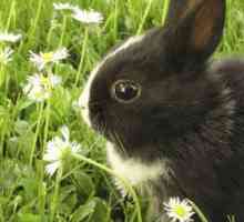 Come prendersi cura per la salute del vostro coniglio