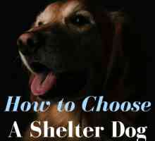 Come scegliere un cane rifugio