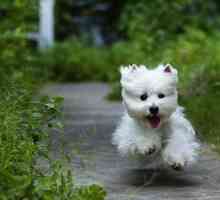 Come scegliere un west highland white terrier