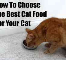 Come scegliere il miglior cibo per gatti per il vostro gatto
