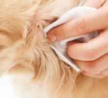 Come pulire le orecchie del vostro cane
