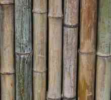Come decorare con bambù