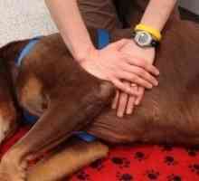 Come fare la rianimazione cardiopolmonare (CPR) sui cani
