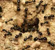 Come eliminare le formiche dal giardino naturale