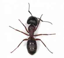 Come sbarazzarsi di formiche da casa tua