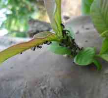 Come sbarazzarsi di formiche naturalmente con l`aceto