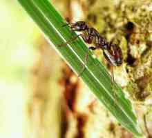 Come sbarazzarsi di formiche sulle piante